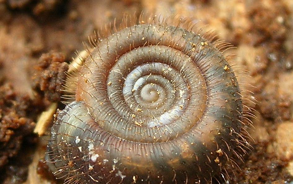 Gasteropode pelosetto